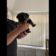 Rottweiler - Both