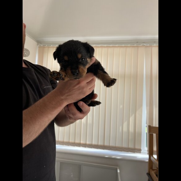 Rottweiler - Both