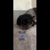 Rottweiler - Both