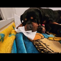 Rottweiler - Both