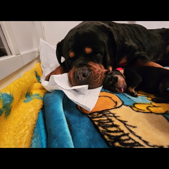 Rottweiler - Both