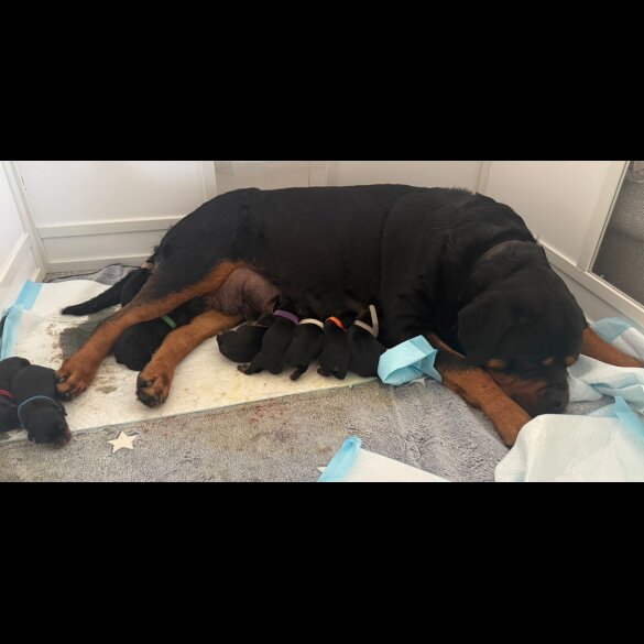 Rottweiler - Both