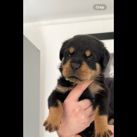 Rottweiler - Both