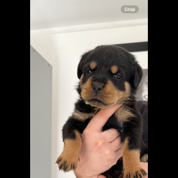 Rottweiler - Both