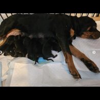 Rottweiler - Both