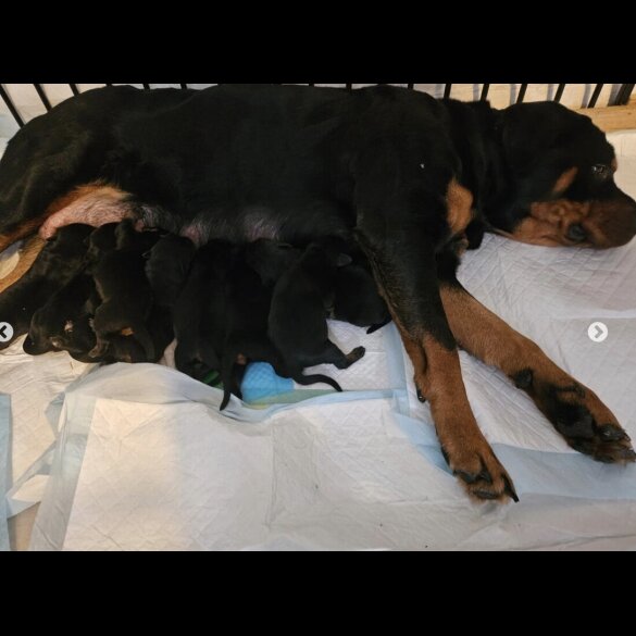 Rottweiler - Both
