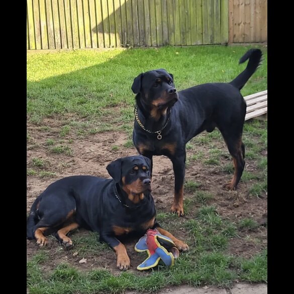 Rottweiler - Both