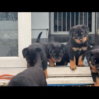 Rottweiler - Both