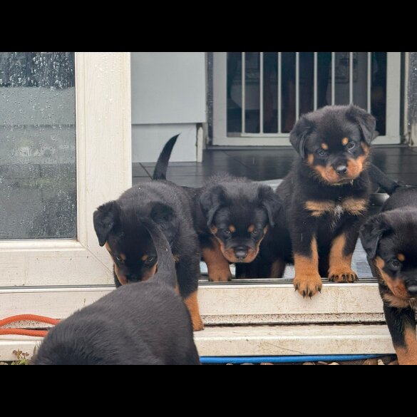 Rottweiler - Both
