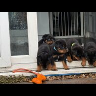 Rottweiler - Both