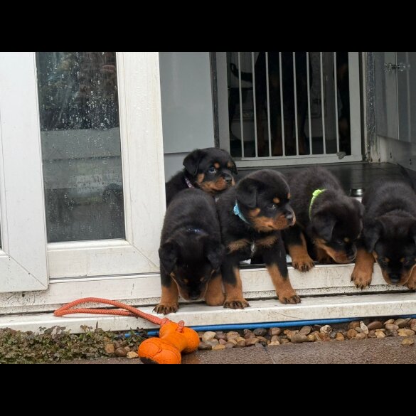 Rottweiler - Both