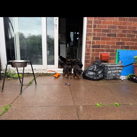 Rottweiler - Both