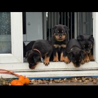 Rottweiler - Both