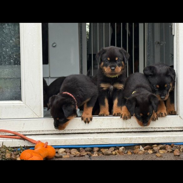Rottweiler - Both