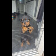 Rottweiler - Both