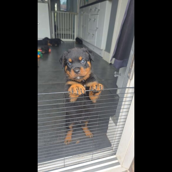 Rottweiler - Both