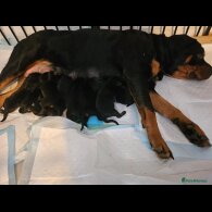 Rottweiler - Both