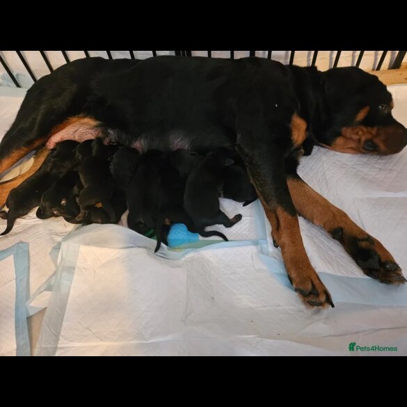 Rottweiler - Both