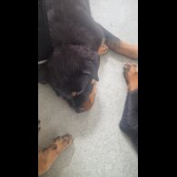 Rottweiler - Dogs
