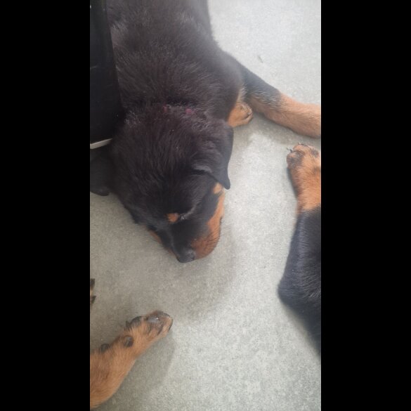 Rottweiler - Dogs