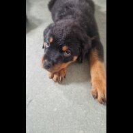 Rottweiler - Dogs