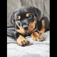 Rottweiler - Both