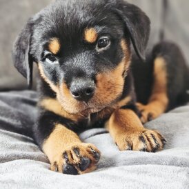 Rottweiler - Both