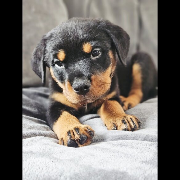 Rottweiler - Both