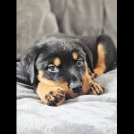 Rottweiler - Both