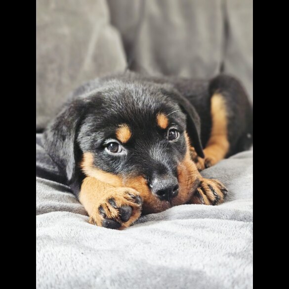 Rottweiler - Both