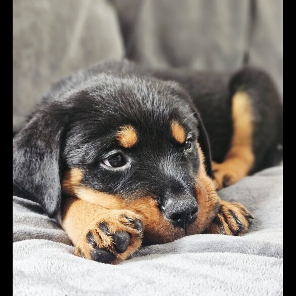 Rottweiler - Both
