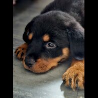Rottweiler - Both