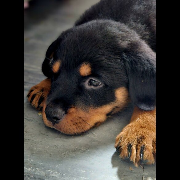 Rottweiler - Both