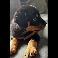 Rottweiler - Both