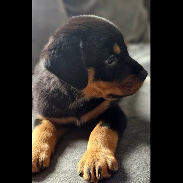 Rottweiler - Both