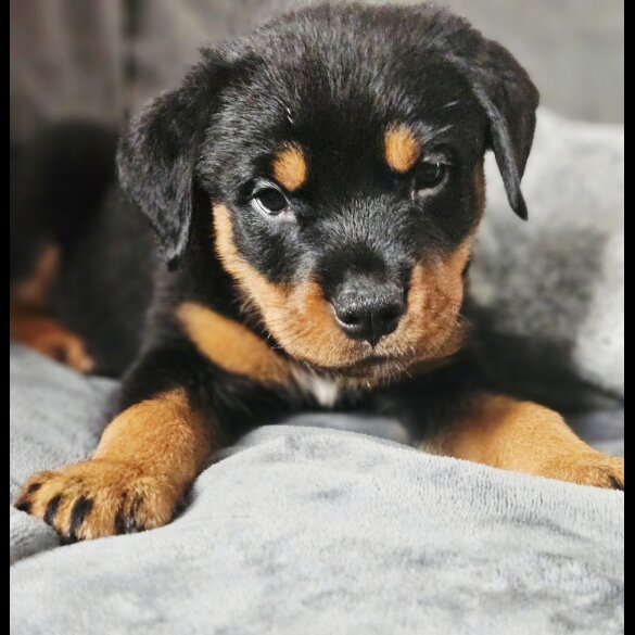 Rottweiler - Both