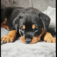 Rottweiler - Both