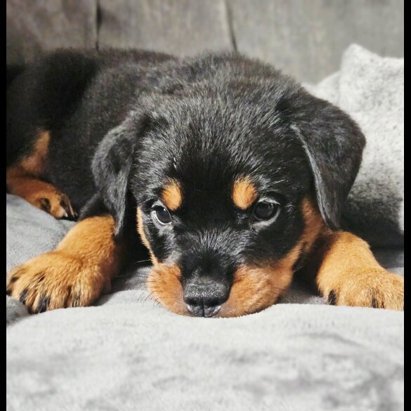 Rottweiler - Both