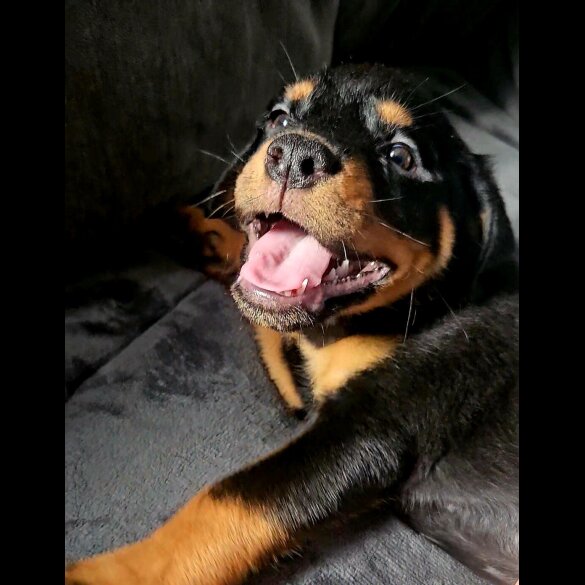 Rottweiler - Both