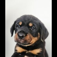 Rottweiler - Both