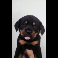 Rottweiler - Both