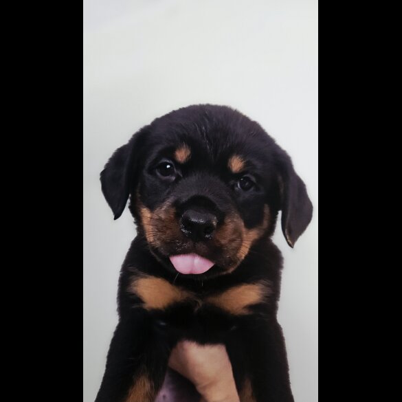 Rottweiler - Both