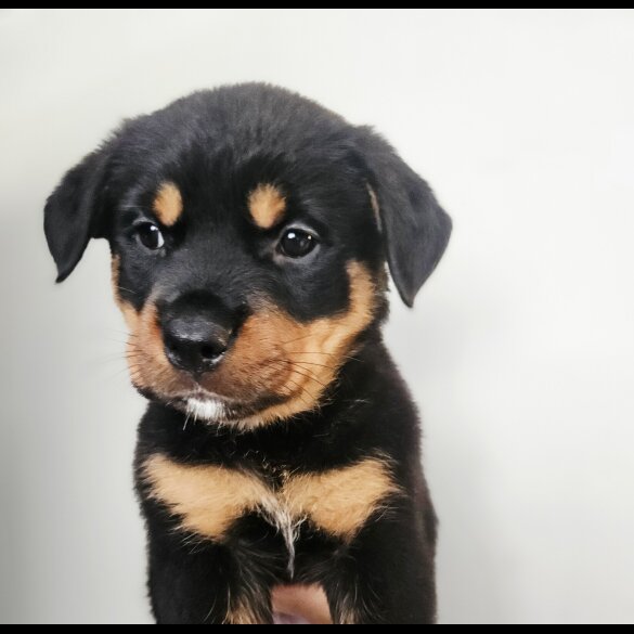 Rottweiler - Both