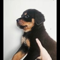 Rottweiler - Both