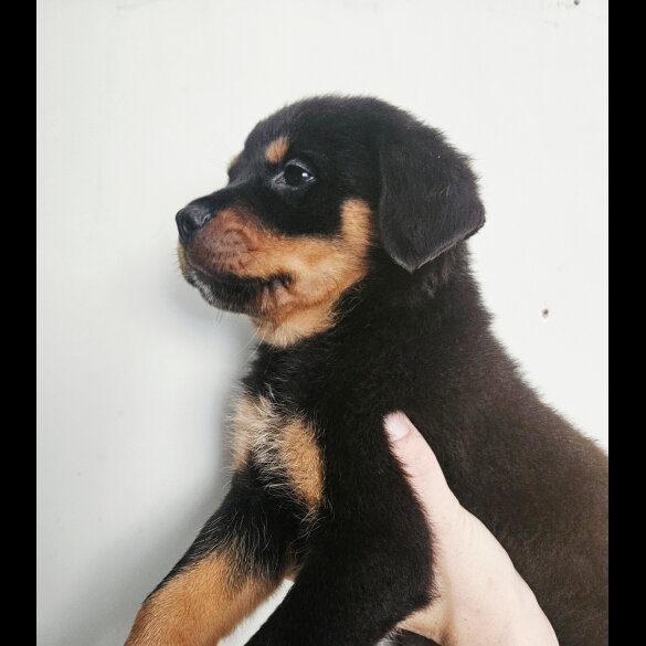Rottweiler - Both
