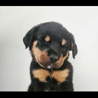 Rottweiler - Both
