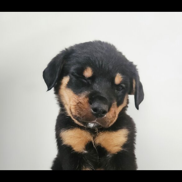Rottweiler - Both