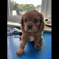 Cavalier King Charles Spaniel - Dogs