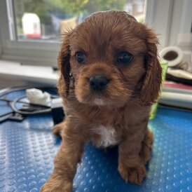 Cavalier King Charles Spaniel - Dogs