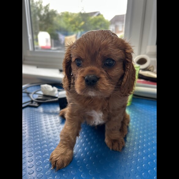 Cavalier King Charles Spaniel - Dogs